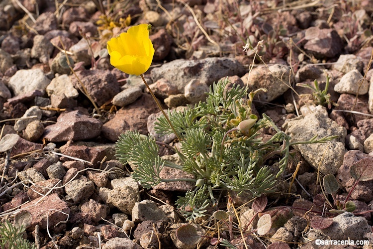Image of desert poppy
