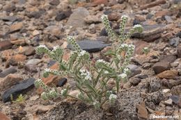 Image of Panamint cryptantha