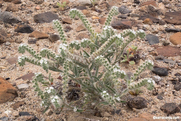 Image of Panamint cryptantha