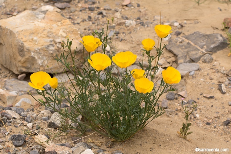 Image of California poppy