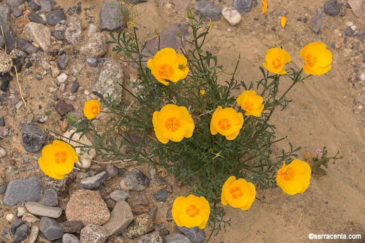 Image of California poppy