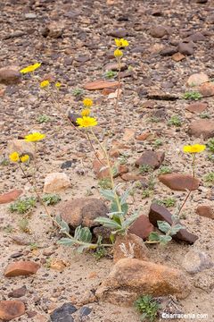 Image de Geraea canescens Torr. & A. Gray