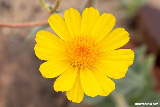 Image de Geraea canescens Torr. & A. Gray