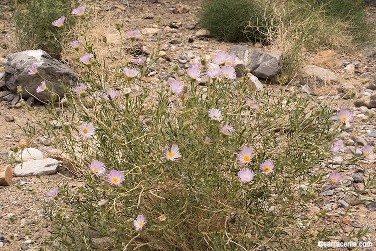 Image de Malacothrix glabrata (D. C. Eat. ex Gray) A. Gray