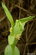 Слика од Epipactis gigantea Douglas ex Hook.