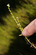 Image of stalked popcornflower