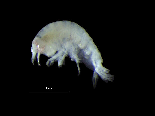 Image of Hirondelleidae Lowry & Stoddart 2010