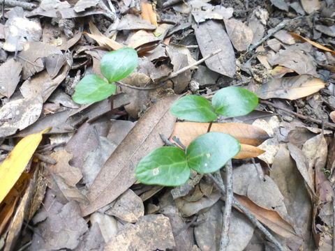 Image of English ivy