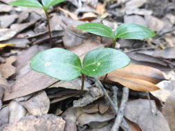 Imagem de Hedera helix L.