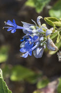 Image of Mojave sage