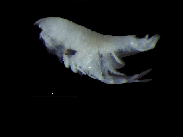 Image of Harpiniopsis Stephensen 1925