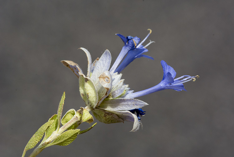 Image of Mojave sage