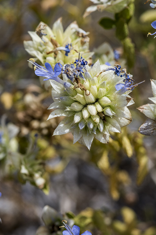 Image of Mojave sage