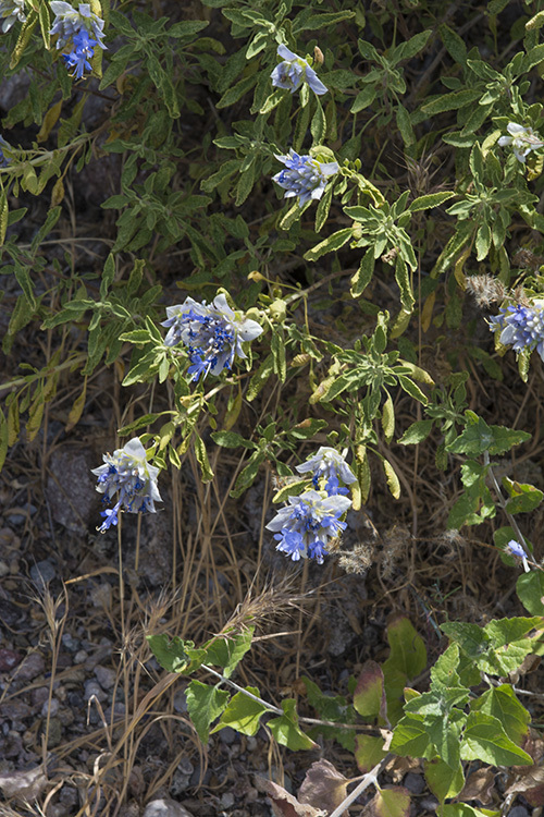 Image of Mojave sage