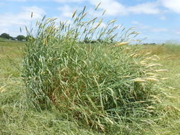 Image of bulbous canarygrass