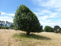 Umbellularia californica (Hook. & Arn.) Nutt. resmi