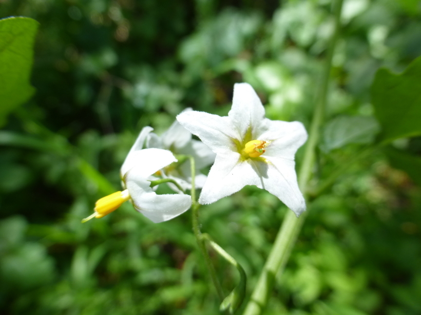 Image of greenspot nightshade