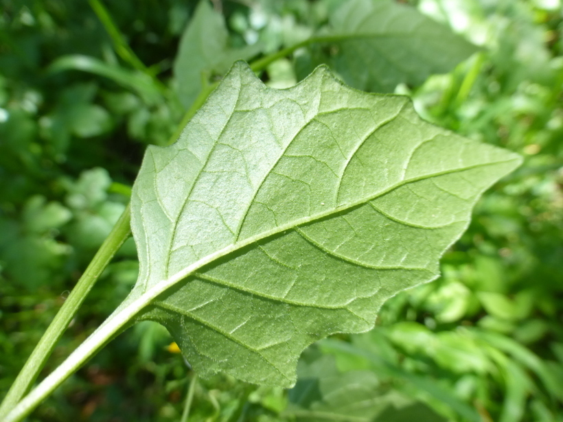 Image of greenspot nightshade