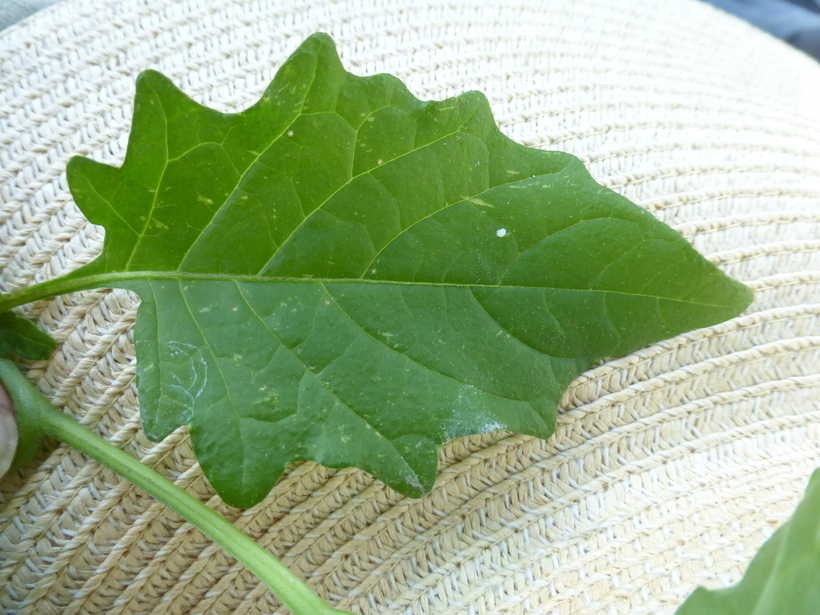 Image of greenspot nightshade