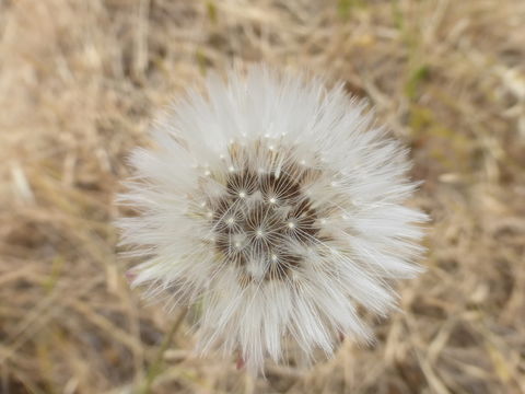 Image of prickly golden-fleece