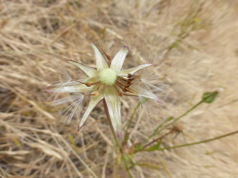 Image of prickly golden-fleece