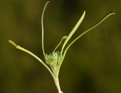 Image of San Diego pepperweed