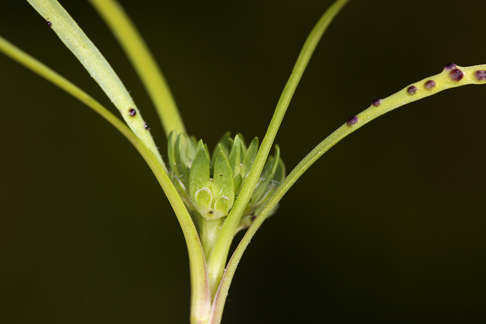 Image of San Diego pepperweed