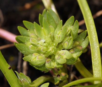 Image of San Diego pepperweed