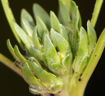 Image of San Diego pepperweed