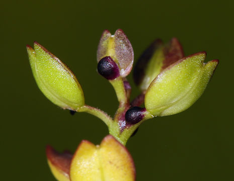 Image of shining pepperweed