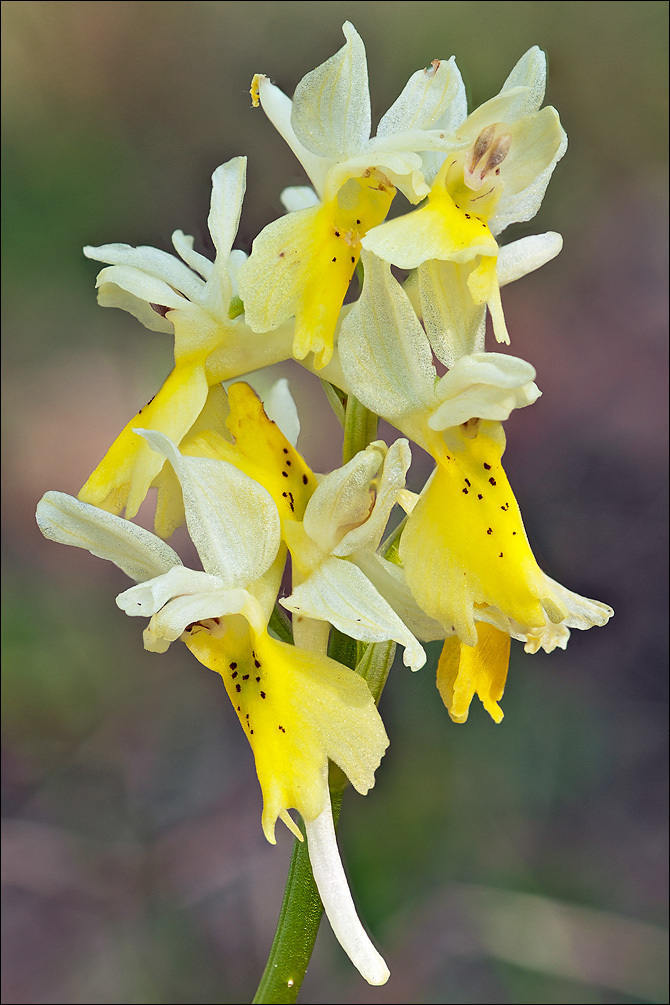 Orchis pauciflora Ten.的圖片