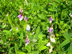 Lathyrus glandulosus Broich resmi