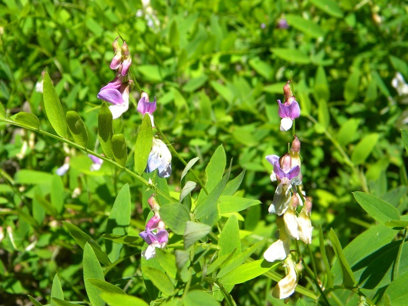 Imagem de Lathyrus glandulosus Broich