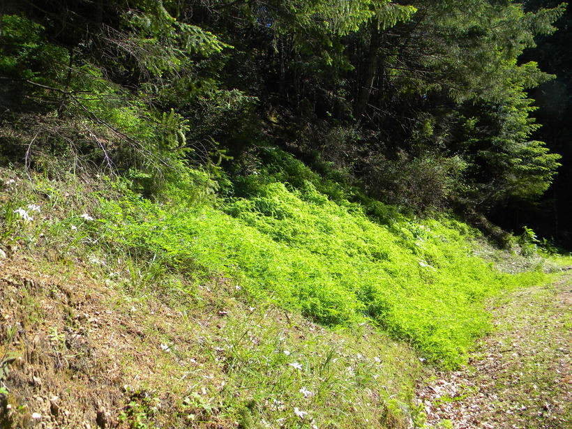 Image of redwood pea