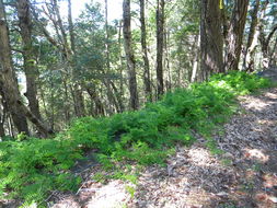 Image of redwood pea