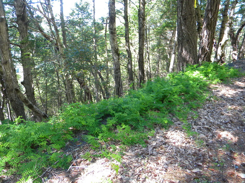 Image of redwood pea