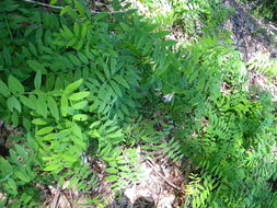 Image of redwood pea