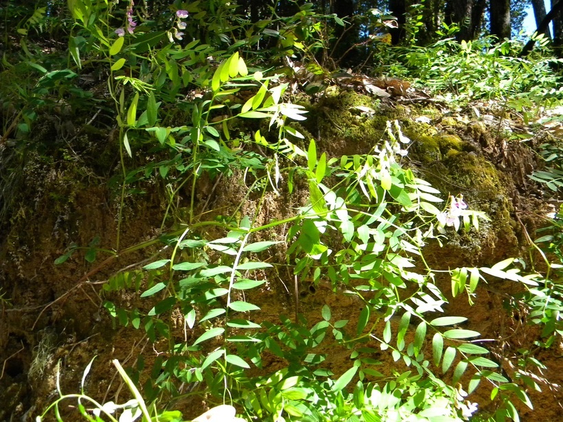 Image of redwood pea