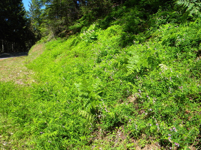 Image of redwood pea