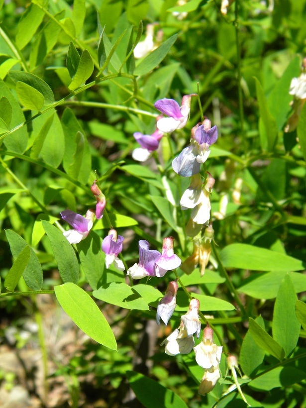 Lathyrus glandulosus Broich resmi