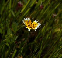 Слика од Layia chrysanthemoides (DC.) A. Gray