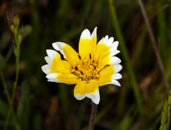 Слика од Layia chrysanthemoides (DC.) A. Gray