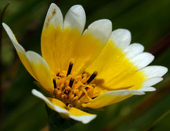 Слика од Layia chrysanthemoides (DC.) A. Gray