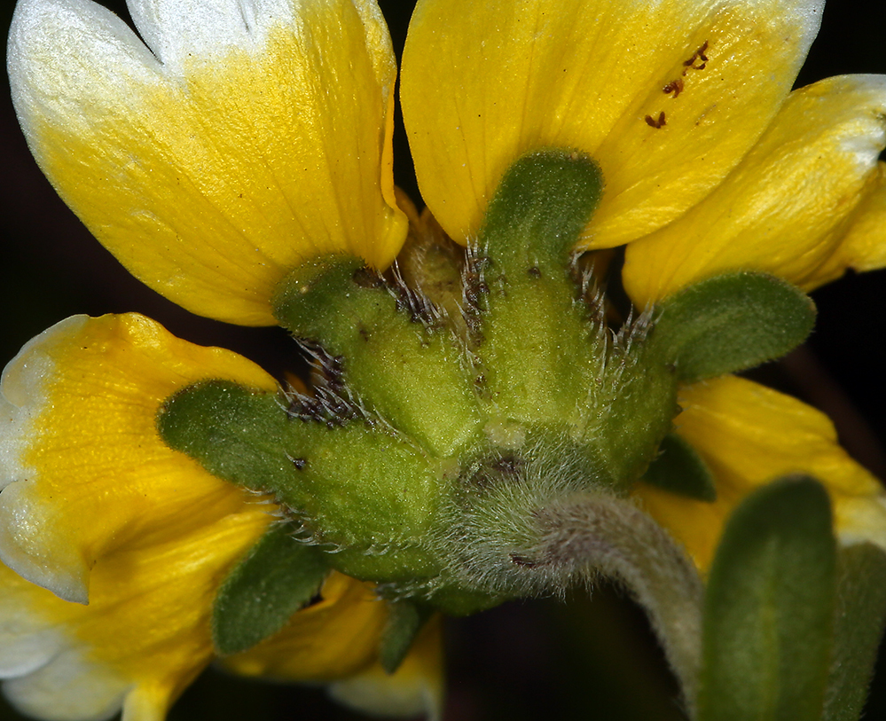 Слика од Layia chrysanthemoides (DC.) A. Gray