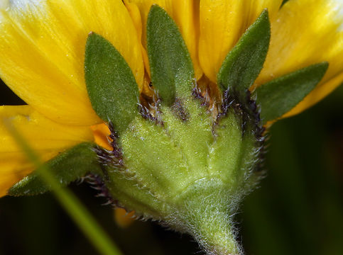 Слика од Layia chrysanthemoides (DC.) A. Gray