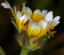 Слика од Layia chrysanthemoides (DC.) A. Gray