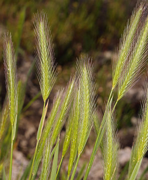 Hordeum depressum (Scribn. & J. G. Sm.) Rydb.的圖片