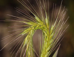 Hordeum depressum (Scribn. & J. G. Sm.) Rydb.的圖片