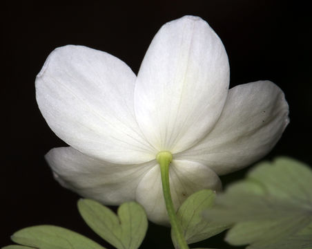 Image of western false rue anemone