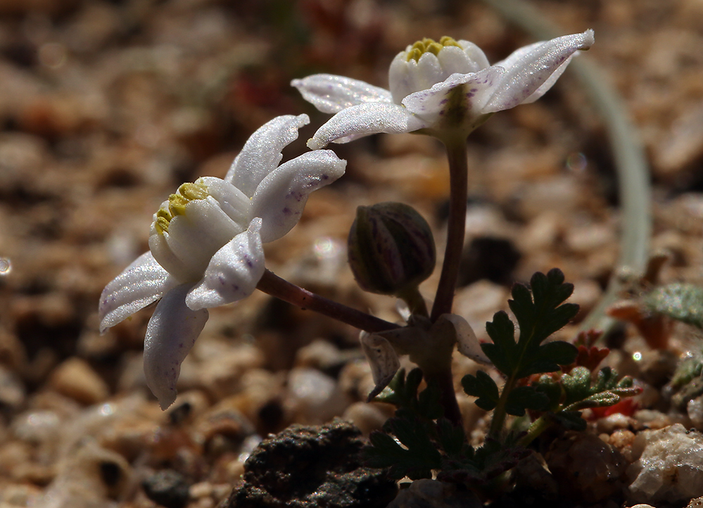 Imagem de Muilla coronata Greene